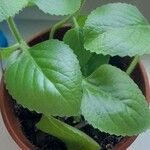 Plectranthus amboinicusЛист