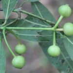 Faramea occidentalis Fruit