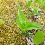 Maianthemum trifolium Lapas