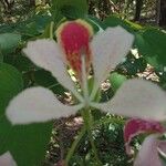 Bauhinia monandra Цвят