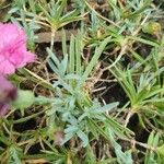 Dianthus gratianopolitanus برگ