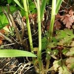 Phalaris arundinacea Bark