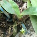 Angraecopsis elliptica Flor