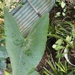 Alocasia zebrina Leaf