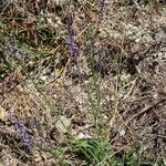 Anarrhinum bellidifolium Habitus