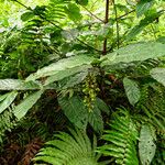 Bertiera racemosa Vivejo