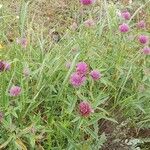 Trifolium alpestre Çiçek