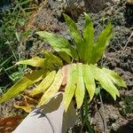 Serpocaulon triseriale Leaf