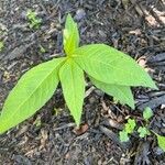 Polygonum lapathifolium Hoja