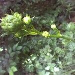 Physospermum cornubiense Flower