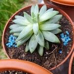 Dudleya greenei Feuille