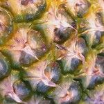 Ananas comosus Bark