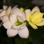Kalanchoe blossfeldiana Λουλούδι