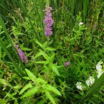 Lythrum salicaria Blatt