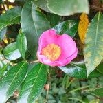 Camellia sasanquaFlower