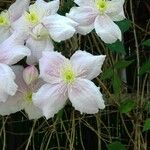 Clematis montana Fleur