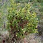 Ulex parviflorus花