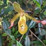 Phragmipedium longifolium Кветка