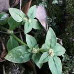 Richardia brasiliensis Květ