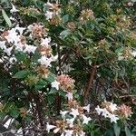 Abelia × grandiflora Buveinė