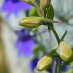 Delphinium ajacis Flower
