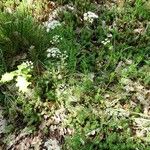 Conopodium majus Elinympäristö