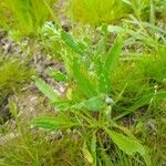 Gastrocotyle hispida Іншае