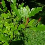 Synsepalum dulcificum Feuille