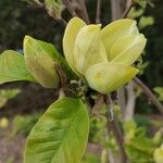 Magnolia acuminata Цвят