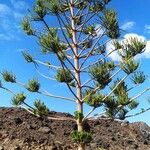 Araucaria heterophylla 整株植物