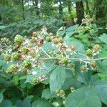 Rubus subinermoides Outro