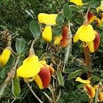 Cytisus decumbens Virág