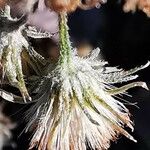 Phagnalon saxatile Blüte