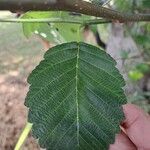 Alnus incana Leaf