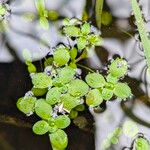 Callitriche stagnalis Leaf