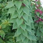 Bougainvillea glabraLeht