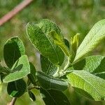 Salix atrocinerea Blatt