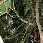 Philodendron rothschuhianum Corteza