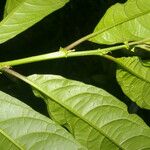 Cestrum microcalyx Deilen