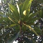 Breonadia salicina Leaf