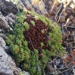 Saxifraga moschata Blad