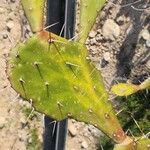 Opuntia monacanthos Bark