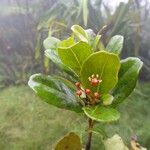 Austrobuxus alticola Leaf