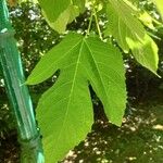Ficus carica Leaf