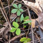 Potentilla canadensis Hoja