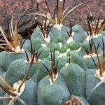 Gymnocalycium pflanzii ফুল