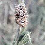 Lavandula stoechasFlower