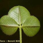 Trifolium occidentale ഇല