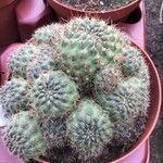 Rebutia deminuta Hoja