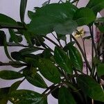 Zamioculcas zamiifolia Лист